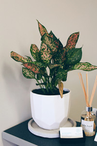 desk plant edited